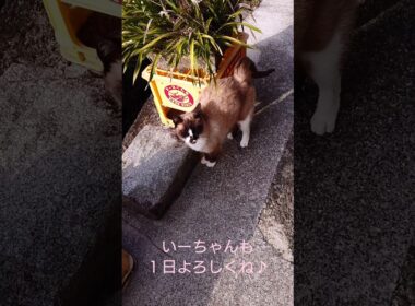 シャム猫さんと探索🚶‍♂️#猫 #ねこ #cat #Shorts