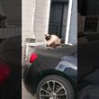 やっぱり車の上に乗っちゃうシャム猫っぽいの。【お外の動物その629】#shorts