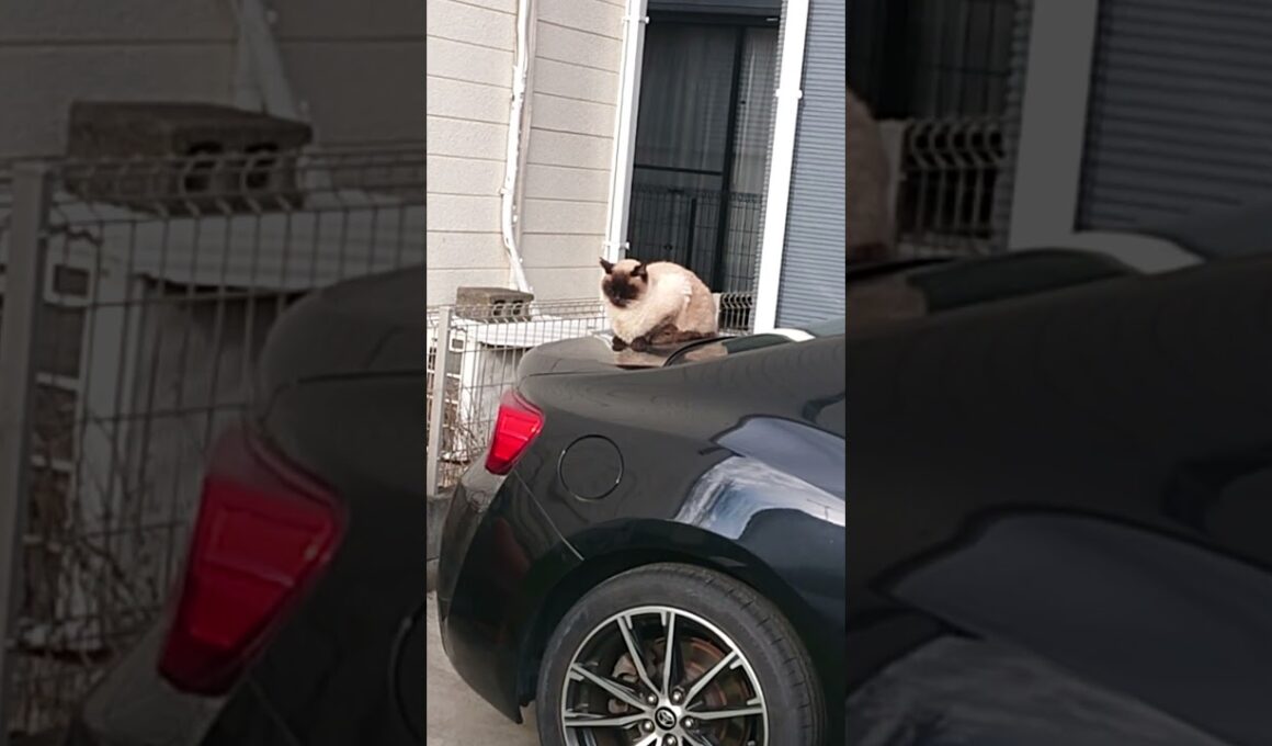 やっぱり車の上に乗っちゃうシャム猫っぽいの。【お外の動物その629】#shorts