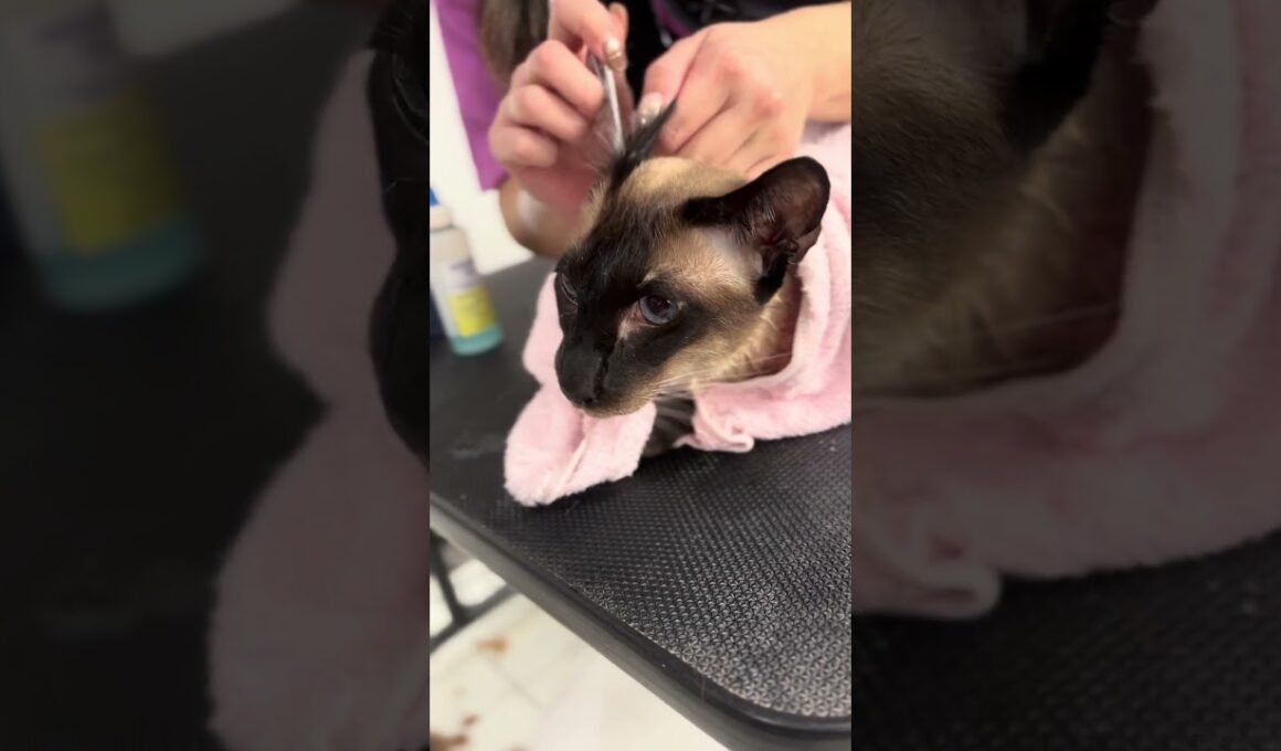 シャムのアポロくんが来てくれました　京都市南区　ペットサロンみぃ〜