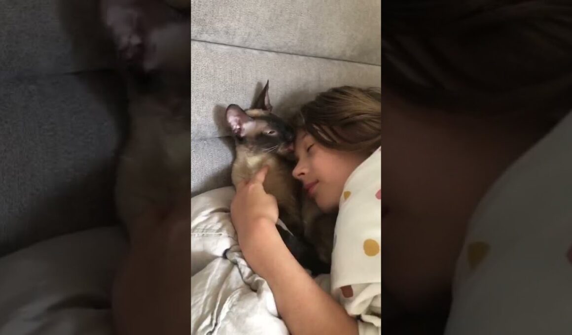 Cornish Rex love is.....❤❤❤