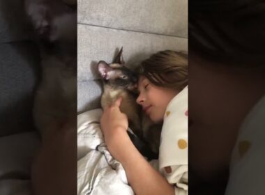 Cornish Rex love is.....❤❤❤