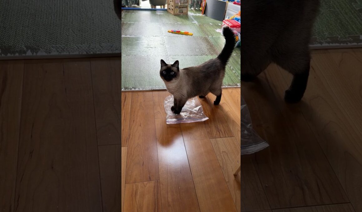 袋と戦い尻尾が大きくなるシャム猫のふくさん【たぬき猫】 #cat #しゃむねこ #猫のいる暮らし #猫好きさんと繋がりたい #ねこ #cutecat #cat