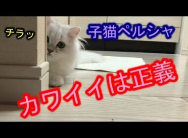 【子猫】生後4か月のペルシャがたまらなくカワイイ！