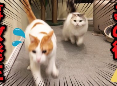 この後、師匠に大変なことが起きました…！💦💦💦