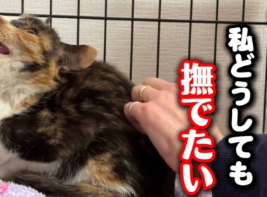 保護して数時間…怯える子猫を撫でてあげたい