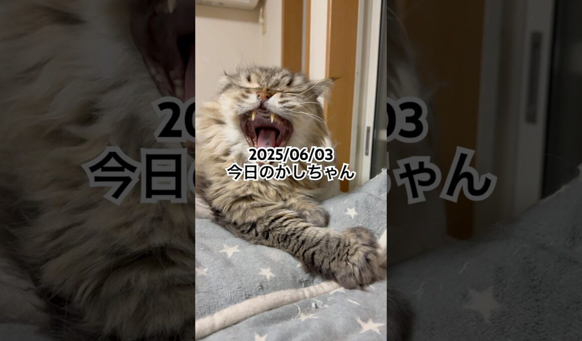 2025/06/03今日のかしちゃん #猫 #ペルシャ #カシス #cat #猫のいる暮らし