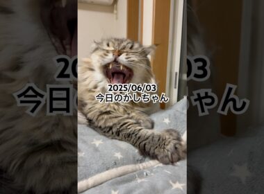 2025/06/03今日のかしちゃん #猫 #ペルシャ #カシス #cat #猫のいる暮らし