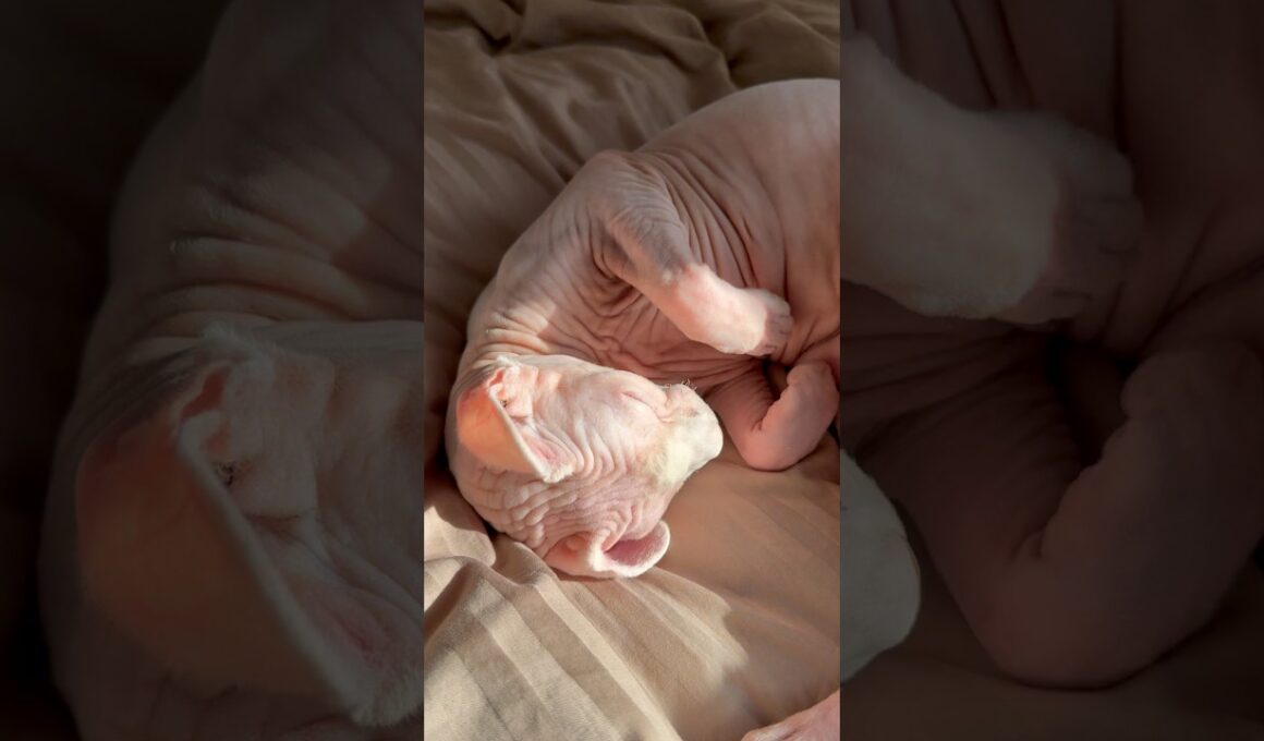 ご機嫌な猫アレクサとスルタン【スフィンクス】