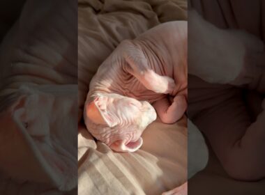 ご機嫌な猫アレクサとスルタン【スフィンクス】