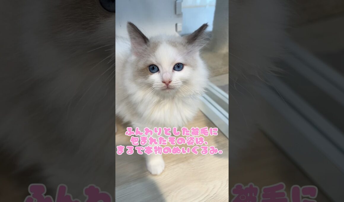 【ラグドール】シールポイントのラグドールちゃんがマルワン横浜白楽店に来てくれました！#ラグドール #子猫 #かわいい #癒し #ねこ