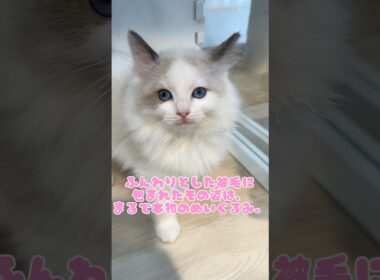 【ラグドール】シールポイントのラグドールちゃんがマルワン横浜白楽店に来てくれました！#ラグドール #子猫 #かわいい #癒し #ねこ