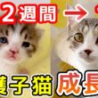 生後2週間で保護した子猫が1歳になるまでの、わりと数奇な成長物語 ※未公開シーン多め