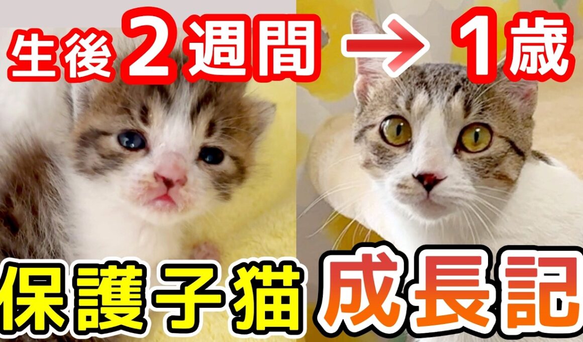 生後2週間で保護した子猫が1歳になるまでの、わりと数奇な成長物語 ※未公開シーン多め