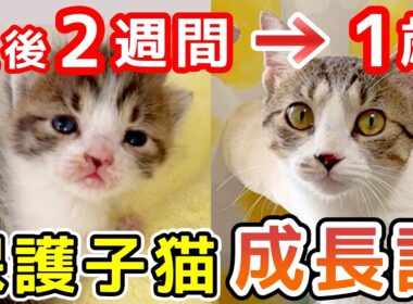 生後2週間で保護した子猫が1歳になるまでの、わりと数奇な成長物語 ※未公開シーン多め