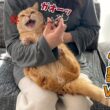 爪切りが大嫌いな猫にママひとりで挑んだら大変なことになりました…！