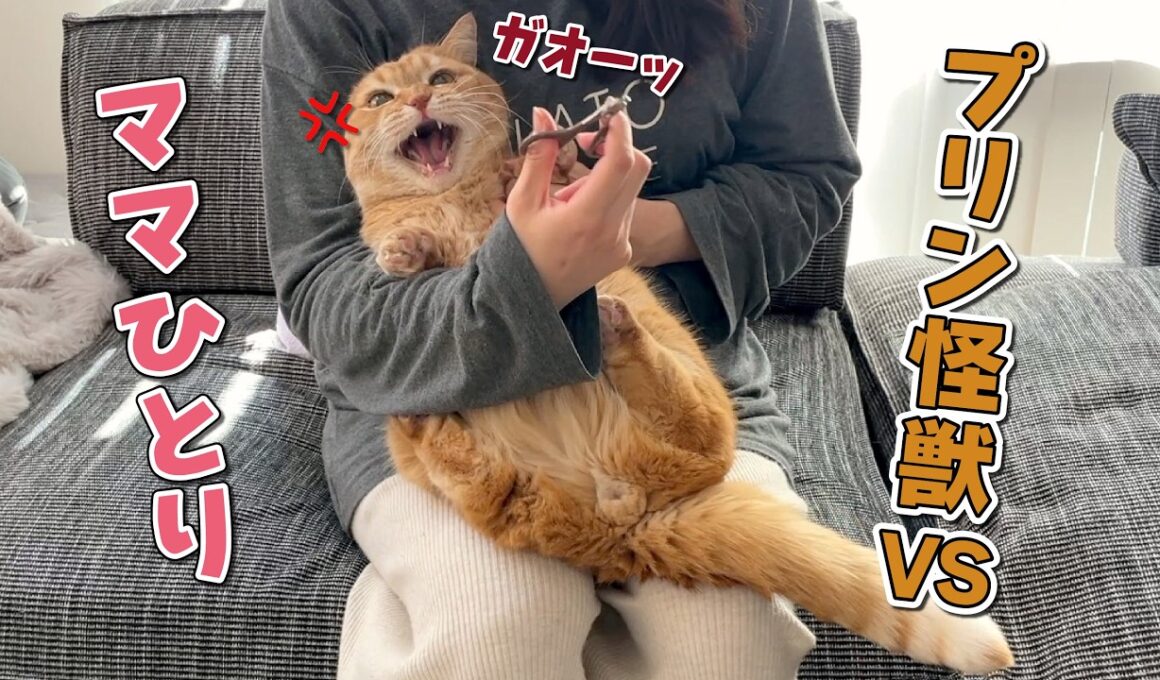 爪切りが大嫌いな猫にママひとりで挑んだら大変なことになりました…！