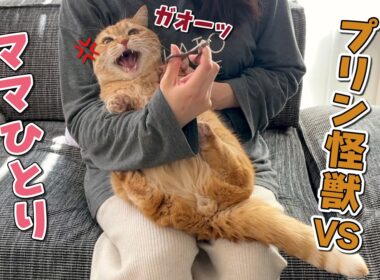 爪切りが大嫌いな猫にママひとりで挑んだら大変なことになりました…！