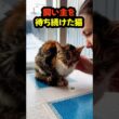飼い主を失った子猫…毎日窓で待ち続けていました #shorts #保護猫#猫の物語