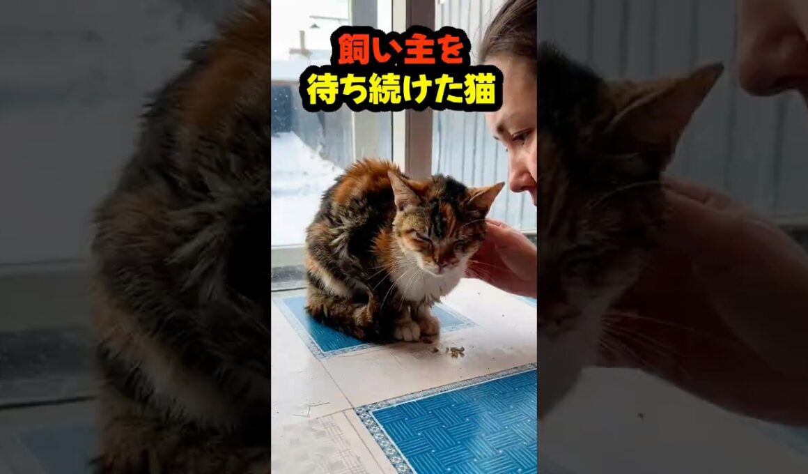 飼い主を失った子猫…毎日窓で待ち続けていました #shorts #保護猫#猫の物語