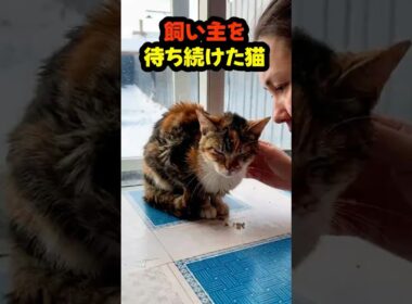 飼い主を失った子猫…毎日窓で待ち続けていました #shorts #保護猫#猫の物語