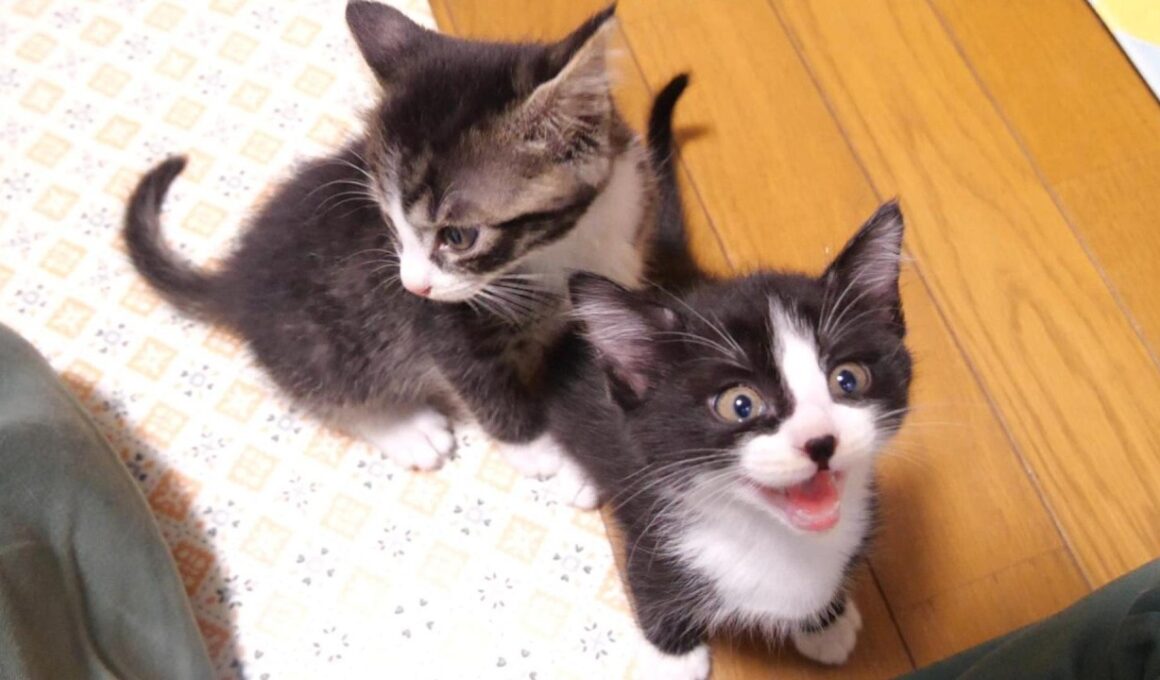 子猫のニャーニャー隊がゴハンが出るまでカワイイおねだり【赤ちゃん猫　保護猫】