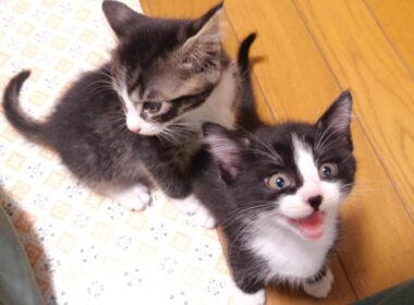 子猫のニャーニャー隊がゴハンが出るまでカワイイおねだり【赤ちゃん猫　保護猫】