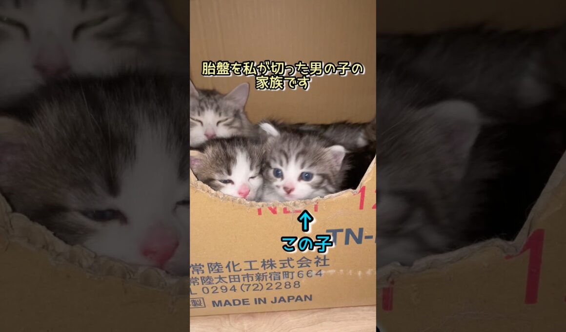 エレンママの子供さん #ノルウェージャンフォレストキャット #norwegianforestcat