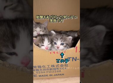 エレンママの子供さん #ノルウェージャンフォレストキャット #norwegianforestcat