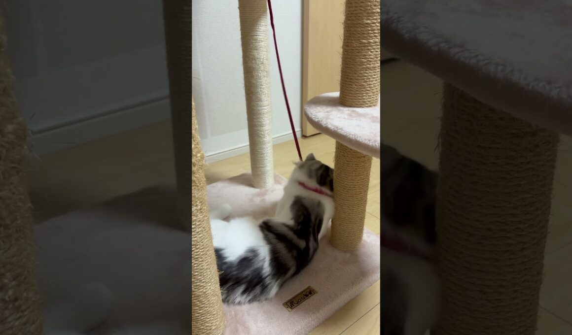 紐で遊ぶ猫　#子ネコ #猫のいる暮らし #ノルウェージャンフォレストキャット #birman #バーマン #shorts #cat #kitten #norwegin #birman #cute