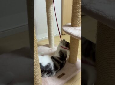 紐で遊ぶ猫　#子ネコ #猫のいる暮らし #ノルウェージャンフォレストキャット #birman #バーマン #shorts #cat #kitten #norwegin #birman #cute