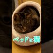 仲間外れにならないようにベッドを買いました！ #猫 #かわいい