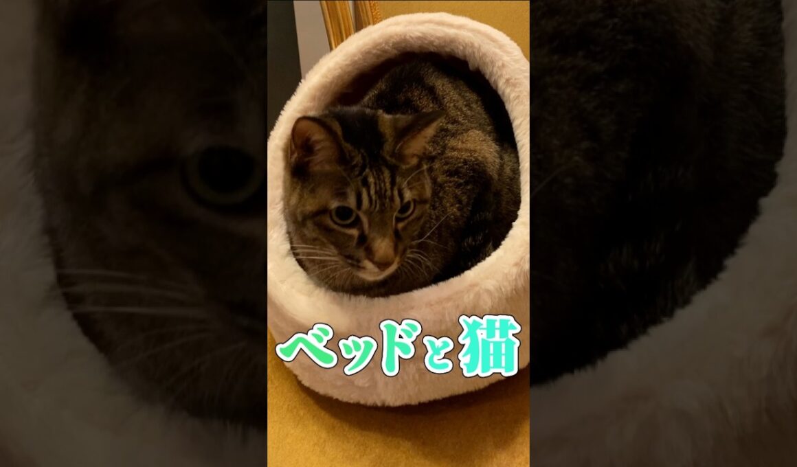仲間外れにならないようにベッドを買いました！ #猫 #かわいい