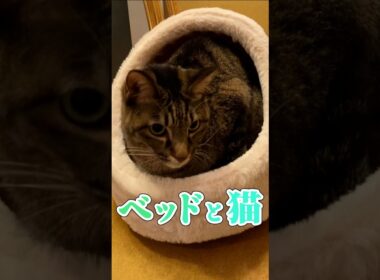 仲間外れにならないようにベッドを買いました！ #猫 #かわいい