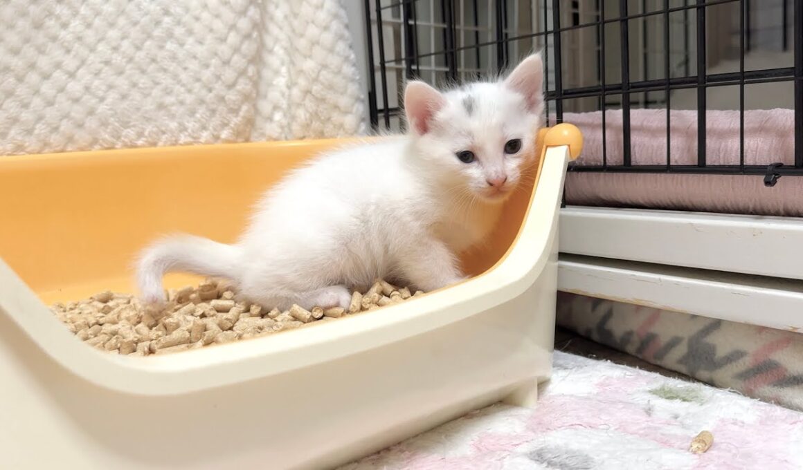 生後29日 覚えたてのトイレをする子猫＆暴走列車に変身！【白玉ちゃん＆坊ちゃん日記】Day 29: Kitten’s First Litter Box & Zoomies Mode On!