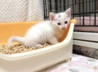 生後29日 覚えたてのトイレをする子猫＆暴走列車に変身！【白玉ちゃん＆坊ちゃん日記】Day 29: Kitten’s First Litter Box & Zoomies Mode On!