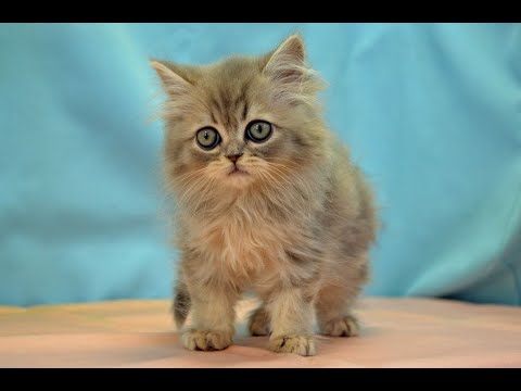 ペルシャ　Ｎｏ.251210　ペットショップ『ヒラマツケンネル』の子猫