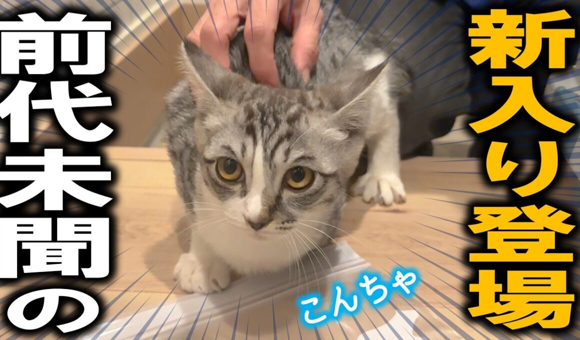 不運な事故で緊急保護された子猫、ひとりぼっちだったさみしさが爆発してしまったようです…