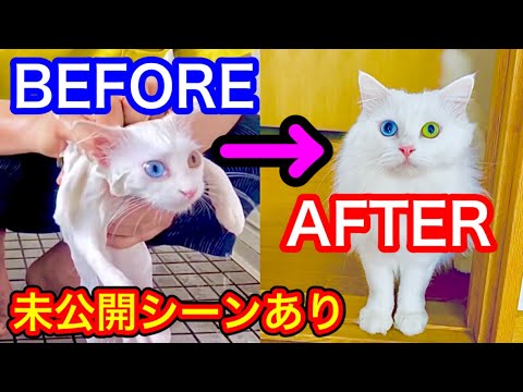 【野良子猫保護】泥んこ野良猫が「高貴すぎる白猫」に激変！同一猫とは思えない姿に涙が止まりません