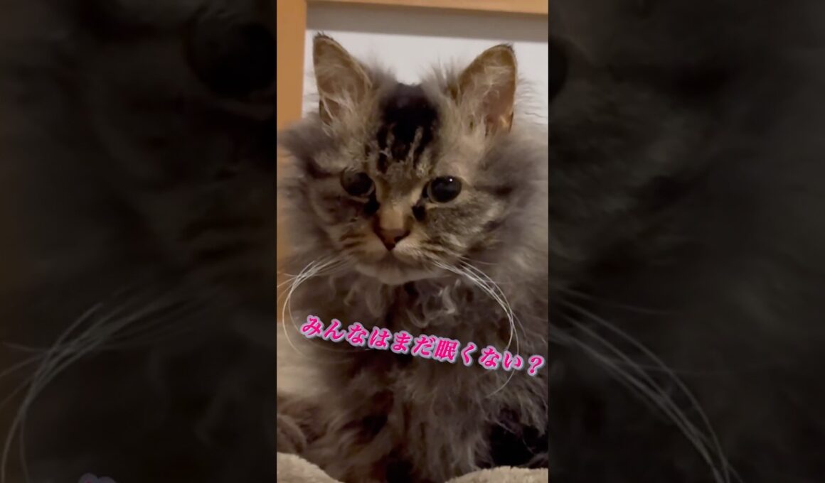 猫くうちゃんのふみふみ #cat #猫 #スクーカム #ねこすきさんと繋がりたい #shorts