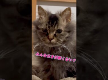 猫くうちゃんのふみふみ #cat #猫 #スクーカム #ねこすきさんと繋がりたい #shorts