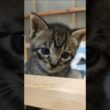 高いとこに登れたよ！と得意げな子猫さん😺 #kitten #子ネコ #cat #好きな子猫 #子猫 #kitty #cute #保護猫 #猫のいる暮らし #猫好きさんと繋がりたい #gatto