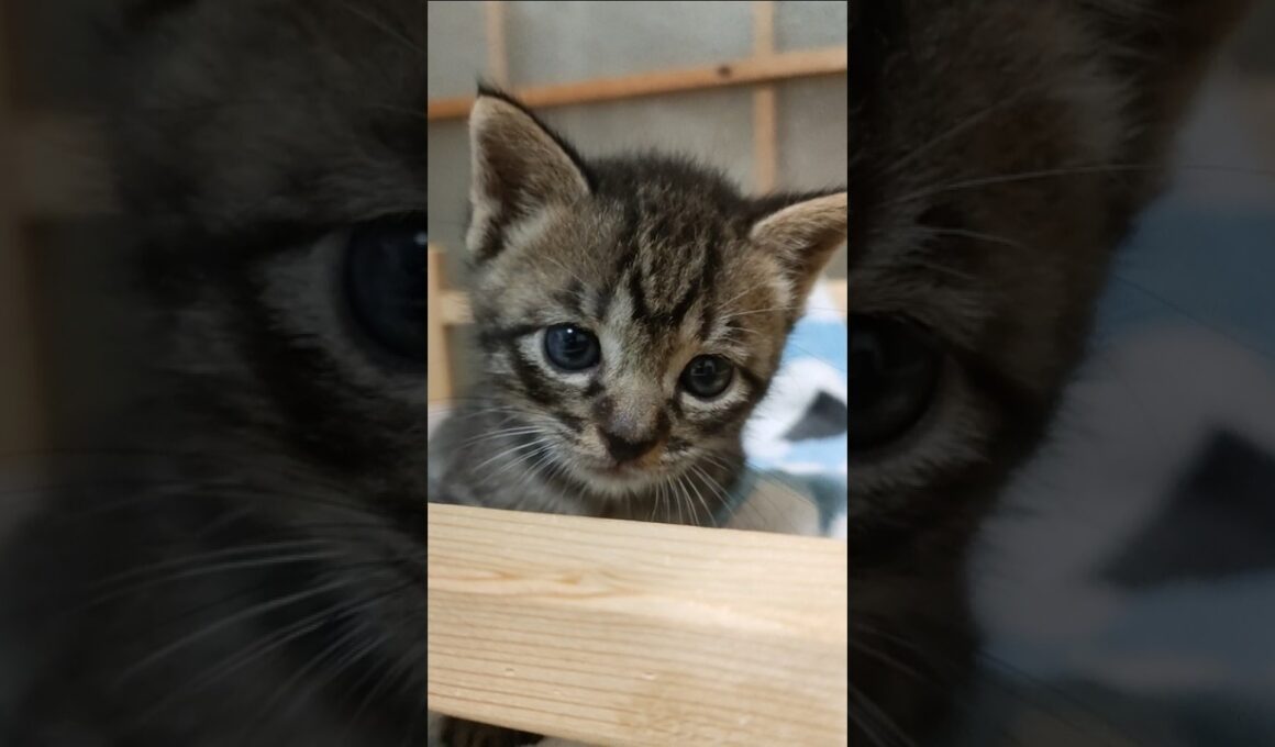 高いとこに登れたよ！と得意げな子猫さん😺 #kitten #子ネコ #cat #好きな子猫 #子猫 #kitty #cute #保護猫 #猫のいる暮らし #猫好きさんと繋がりたい #gatto