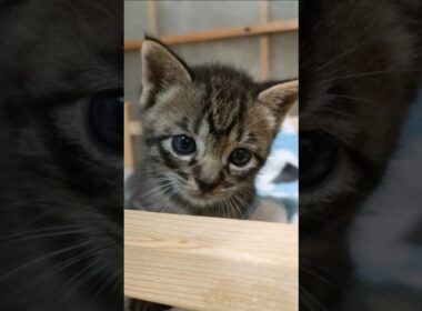 高いとこに登れたよ！と得意げな子猫さん😺 #kitten #子ネコ #cat #好きな子猫 #子猫 #kitty #cute #保護猫 #猫のいる暮らし #猫好きさんと繋がりたい #gatto