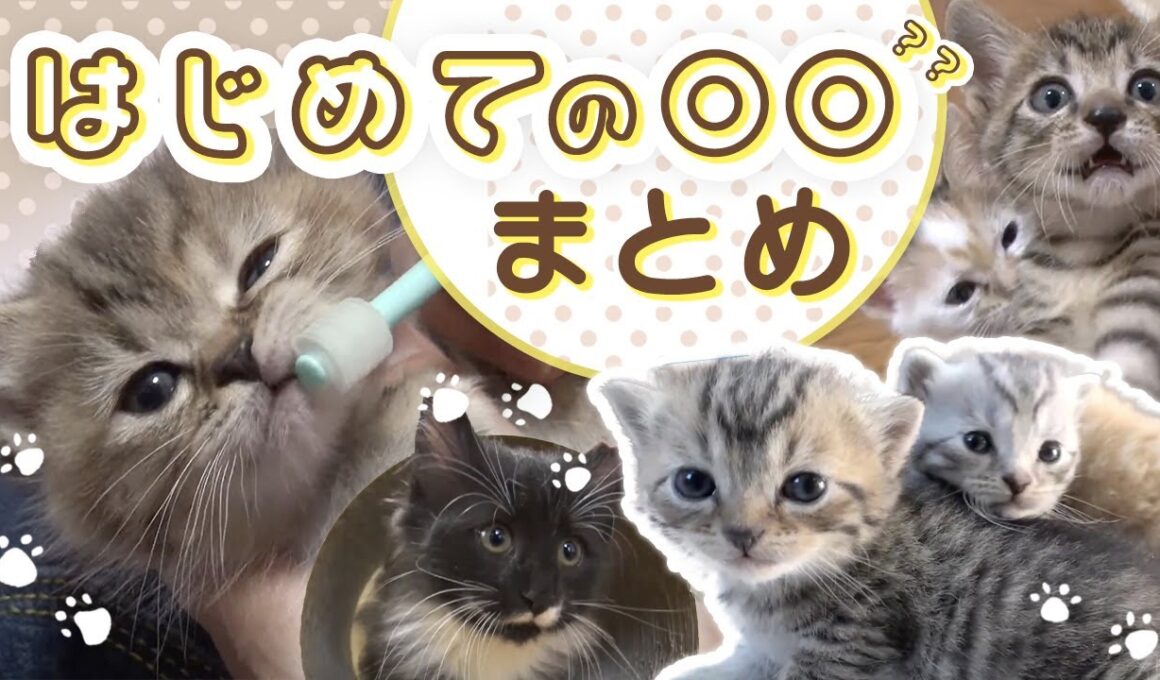 【はじめてのooまとめ🐱】 #マンチカン #エキゾチックショートヘア #ノルウェージャンフォレストキャット … いろんな「はじめて」まとめました🐈
