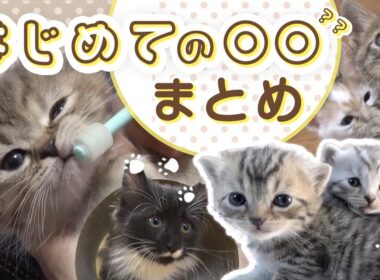 【はじめてのooまとめ🐱】 #マンチカン #エキゾチックショートヘア #ノルウェージャンフォレストキャット … いろんな「はじめて」まとめました🐈