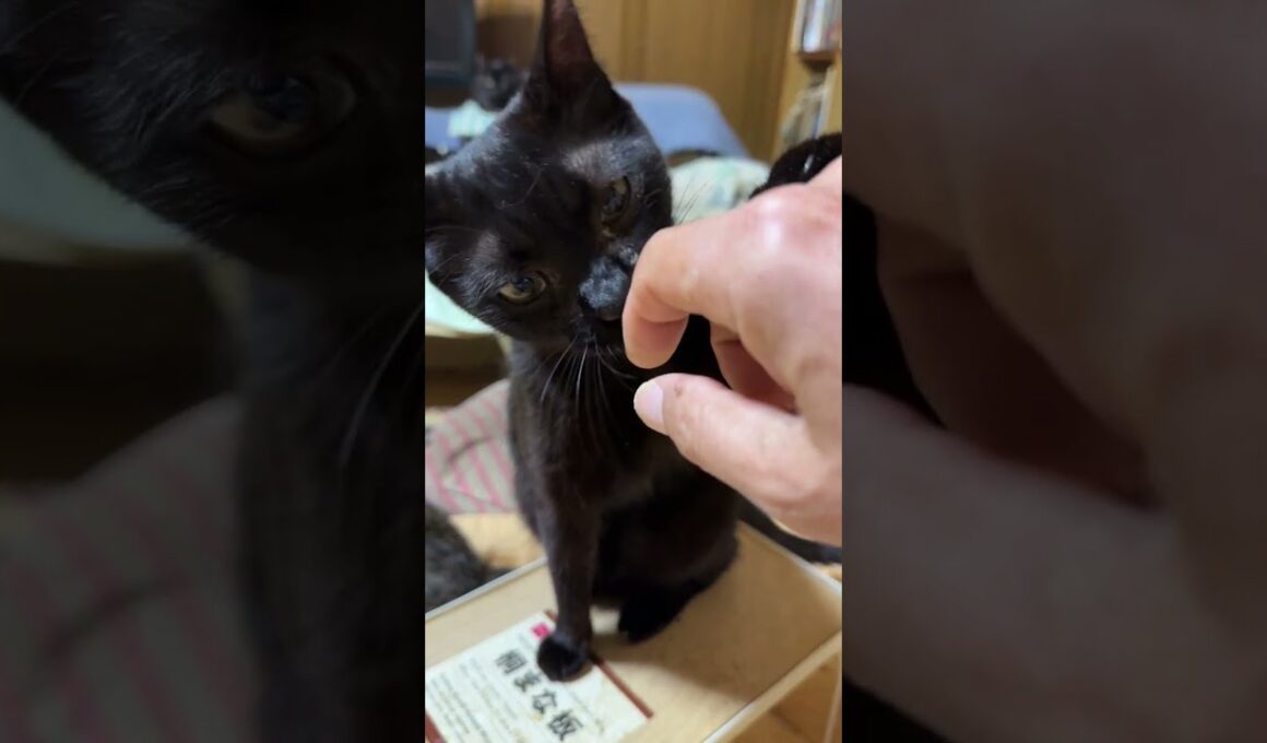 キジシロのルル「シャムの雫、パンダ、何してるのかな？ねえ、黒猫くー」