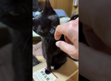 キジシロのルル「シャムの雫、パンダ、何してるのかな？ねえ、黒猫くー」