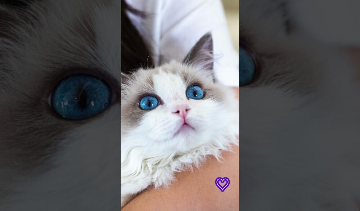 猫雑学 #32｜ラグドールの性格・特徴・飼いやすさは？