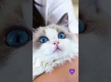 猫雑学 #32｜ラグドールの性格・特徴・飼いやすさは？